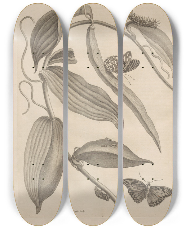 Triptych art skateboard deck of Maria Sibylla Merian Dissertatio De Generatione Et Metamorphosibus Insectorum Surinamensium Pl25 by Maria Sibylla Merian (1647-1717)
