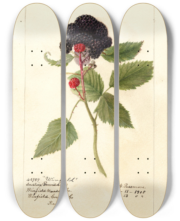 Triptych art skateboard deck of Deborah Griscom Passmore Rubus Winfield by Deborah Griscom Passmore (1840-1911)