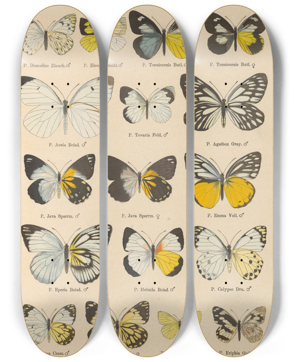 Triptych art skateboard deck of Otto Staudinger Exotische Schmetterlinge Pl018 by Otto Staudinger (1830-1900)