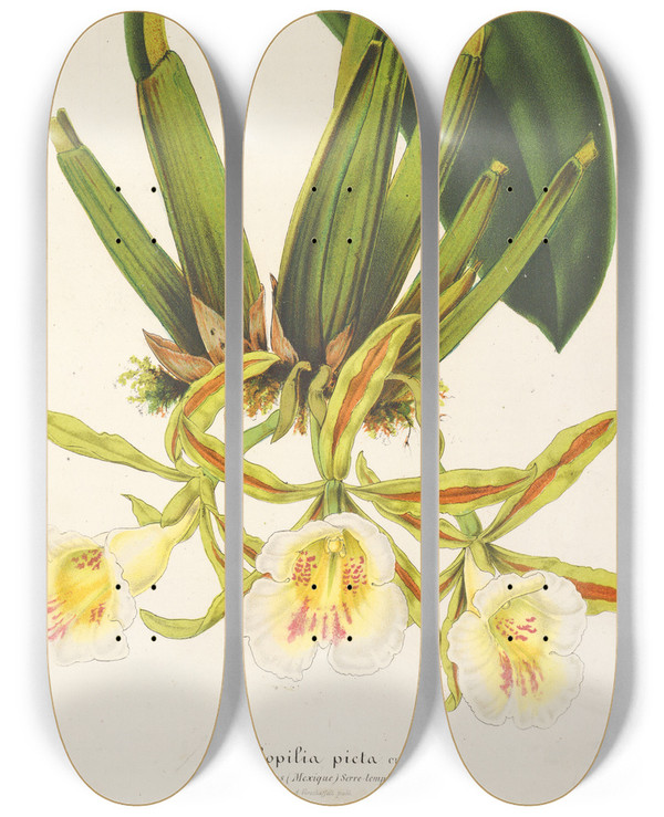Triptych art skateboard deck of Charles Antoine Lemaire Trichopilia Picta by Charles Antoine Lemaire (1800-1871)
