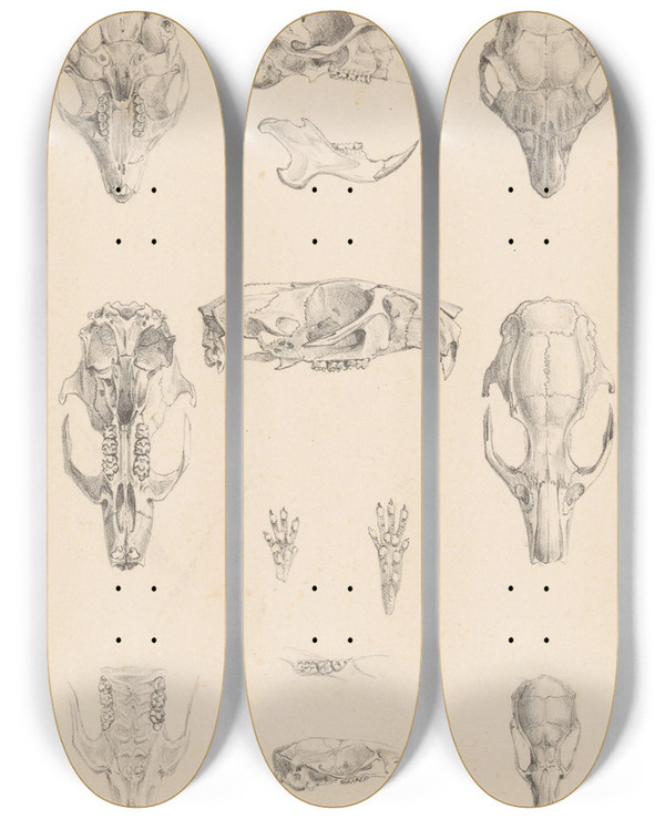 Triptych art skateboard deck of Theo Van Hoytema Knaagdierschedels by Theo Van Hoytema (1863-1917)