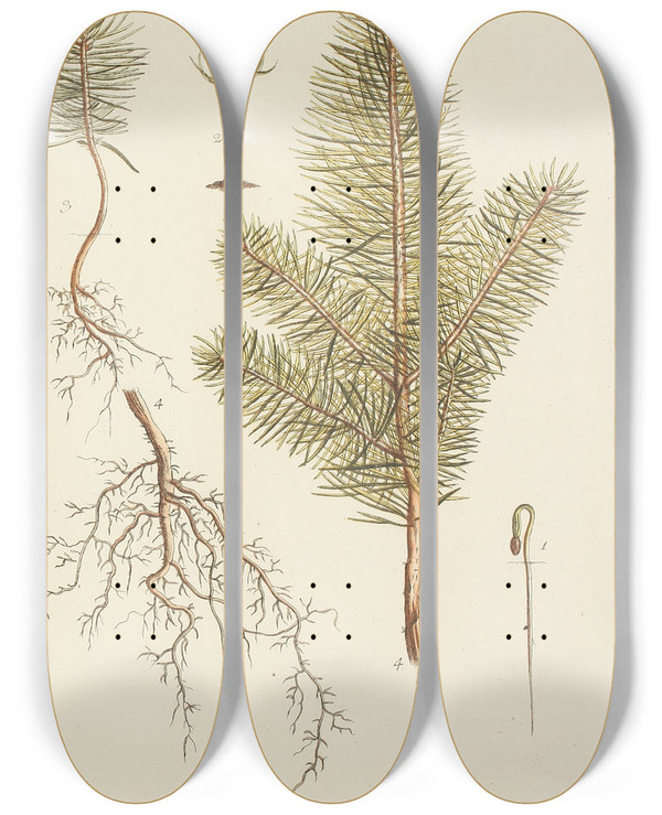 Triptych art skateboard deck of Carl Christoph Oelhafen Von Schllenbach Abbildung Der Wilden Bume Stauden Und Buschgewchse Pl031 by Carl Christoph Oelhafen Von Schollenbach (1709-1785)