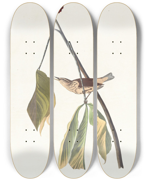 Triptych art skateboard deck of John James Audubon Louisiana Water Thrush by John James Audubon (1785-1851)