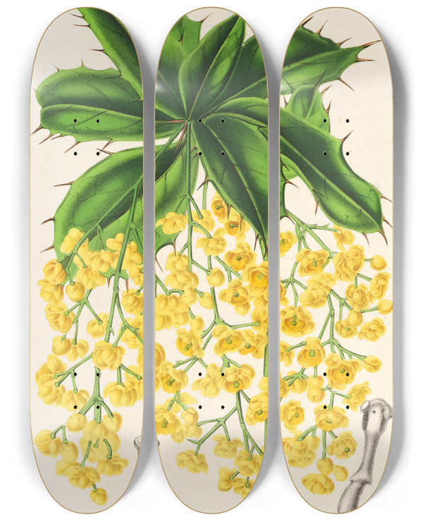 Triptych art skateboard deck of Charles Antoine Lemaire Berberis Jamesonii by Charles Antoine Lemaire (1800-1871)