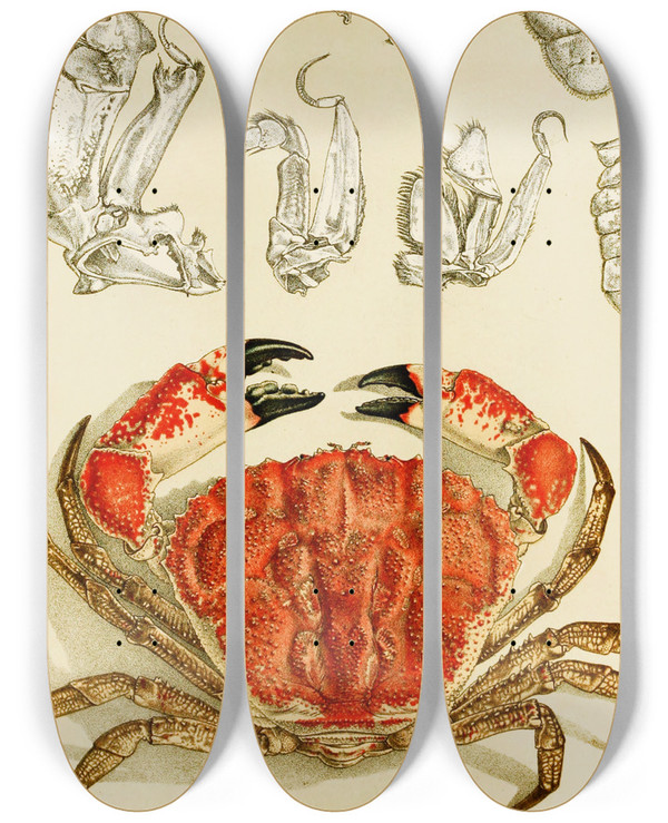 Triptych art skateboard deck of Frederick Mccoy Crustacea Iii by Frederick Mccoy (1817-1899)