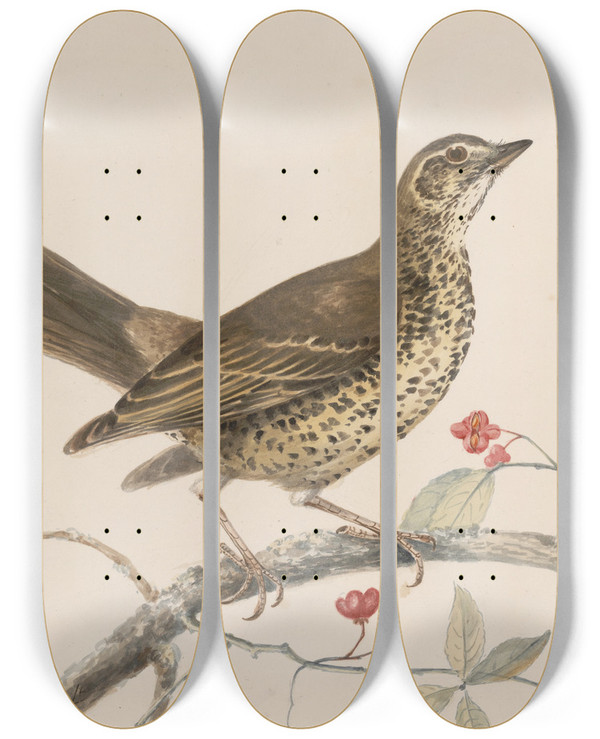 Triptych art skateboard deck of John William Lewin Original Watercolour Drawings Of Birds And Eggs Pl35 by John William Lewin (1770-1819)