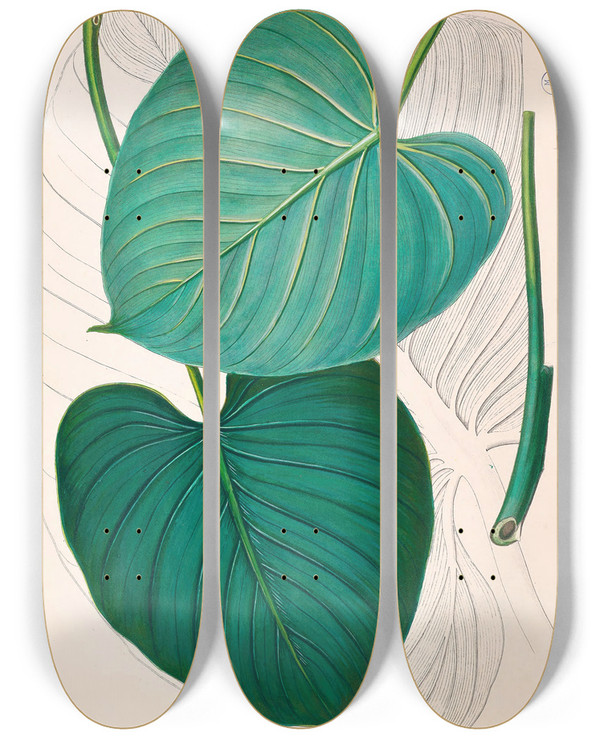 Triptych art skateboard deck of Heinrich Wilhelm Schott Icones Aroidearum Pl02 by Heinrich Wilhelm Schott (1794-1865)