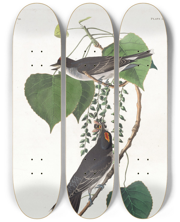 Triptych art skateboard deck of John James Audubon Tyrant Flycatcher by John James Audubon (1785-1851)