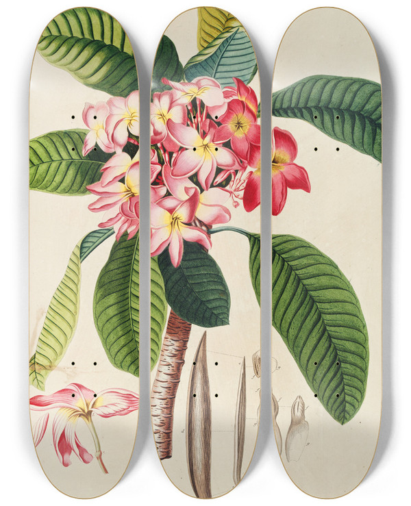 Triptych art skateboard deck of Georg Dionysius Ehret Plumeria by Georg Dionysius Ehret (1708-1770)