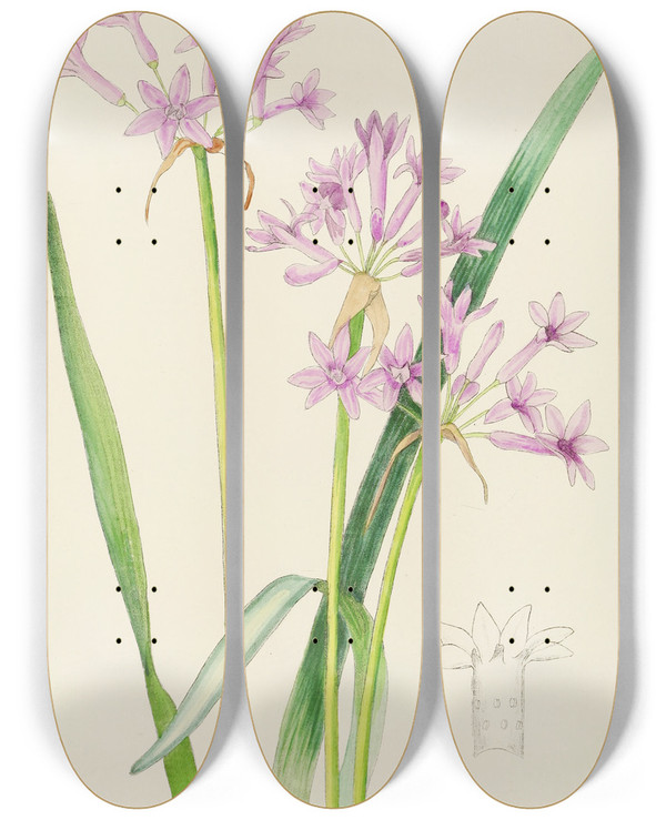 Triptych art skateboard deck of Illtyd Buller Poleevans Tulbaghia Violacea by Illtyd Buller Pole-Evans (1879-1968)