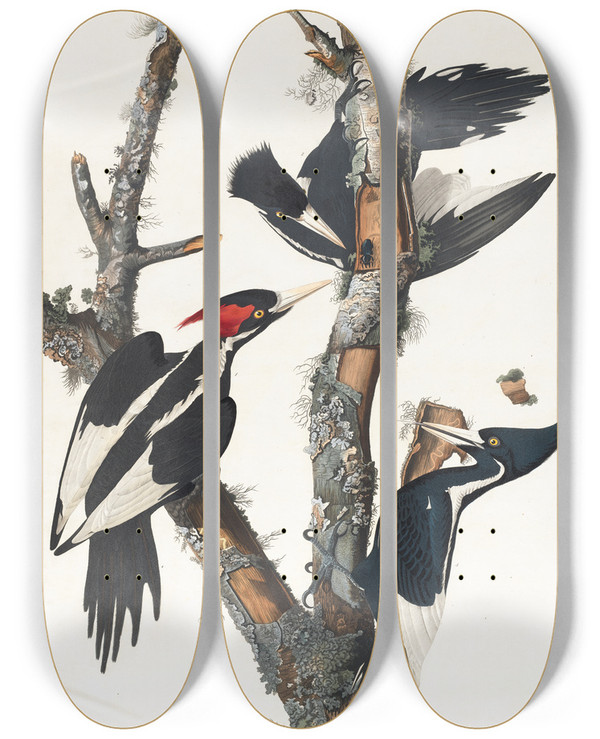 Triptych art skateboard deck of John James Audubon Ivorybilled Woodpecker by John James Audubon (1785-1851)