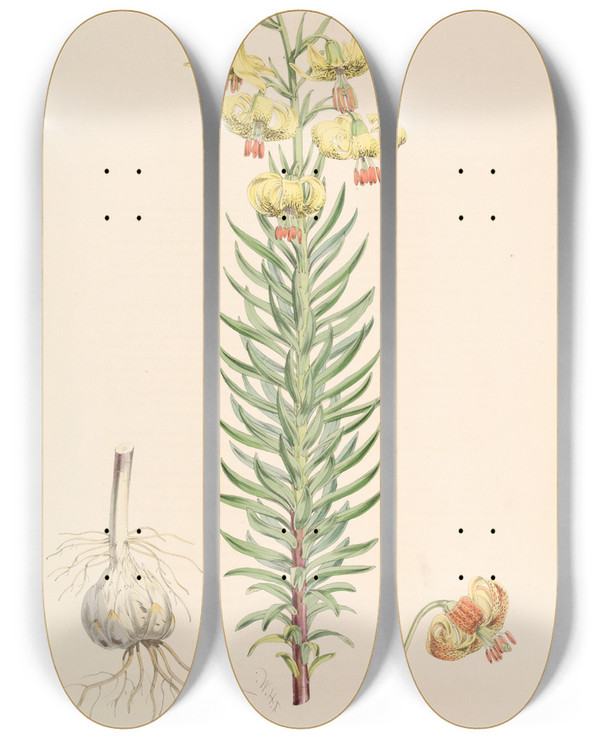 Triptych art skateboard deck of Walter Hood Fitch Lilium Pyrenaicum by Walter Hood Fitch (1817-1892)