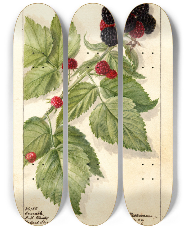 Triptych art skateboard deck of Deborah Griscom Passmore Rubus Conrath by Deborah Griscom Passmore (1840-1911)
