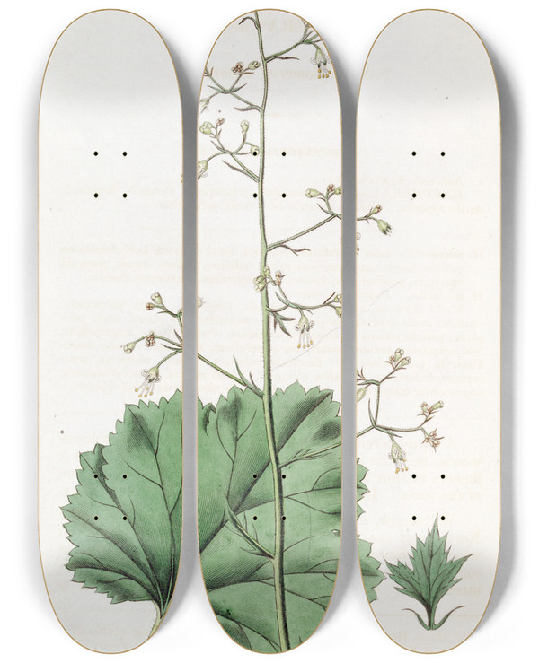 Triptych art skateboard deck of Sydenham Edwards Smallflowered Heuchera by Sydenham Edwards (1768-1819)