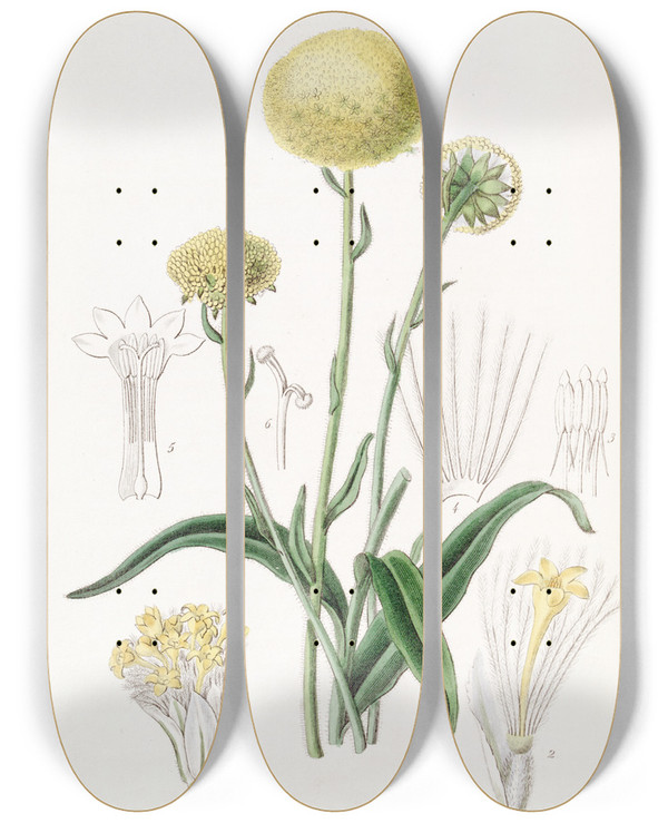 Triptych art skateboard deck of Sydenham Edwards Glaucous Craspedia by Sydenham Edwards (1768-1819)