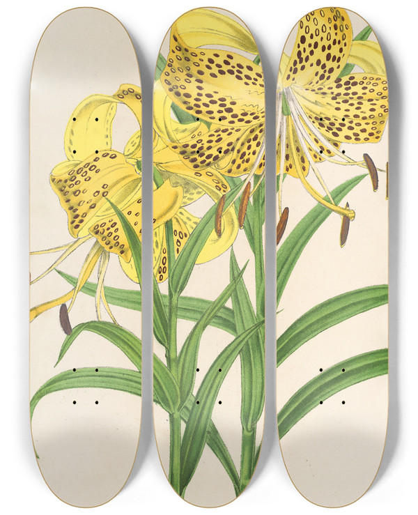 Triptych art skateboard deck of Charles Antoine Lemaire Lilium Leichtlinii by Charles Antoine Lemaire (1800-1871)