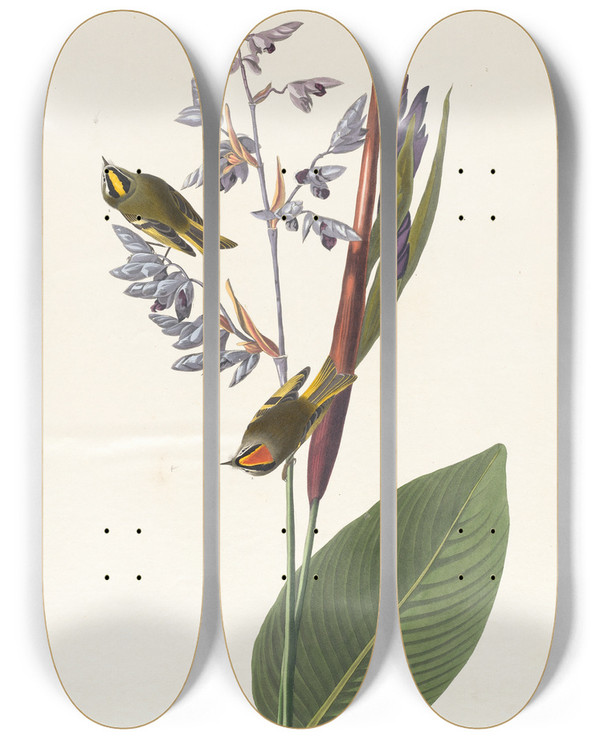 Triptych art skateboard deck of John James Audubon Golden Crestedwren by John James Audubon (1785-1851)