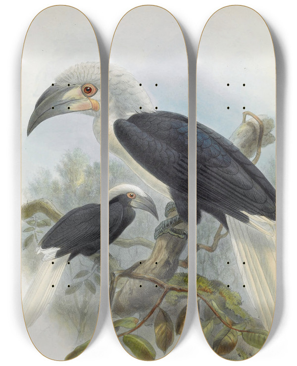 Triptych art skateboard deck of Daniel Giraud Elliot Anorrhinus Comatus by Daniel Giraud Elliot (1835-1915)