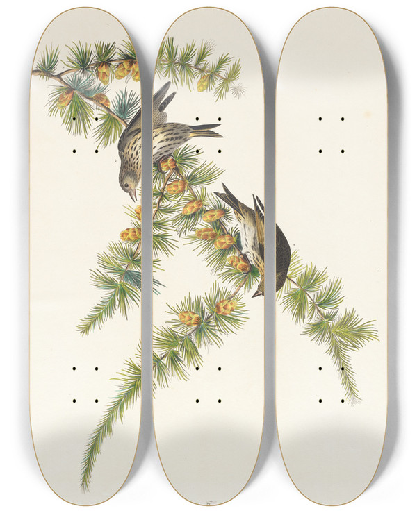 Triptych art skateboard deck of John James Audubon Pine Finch by John James Audubon (1785-1851)