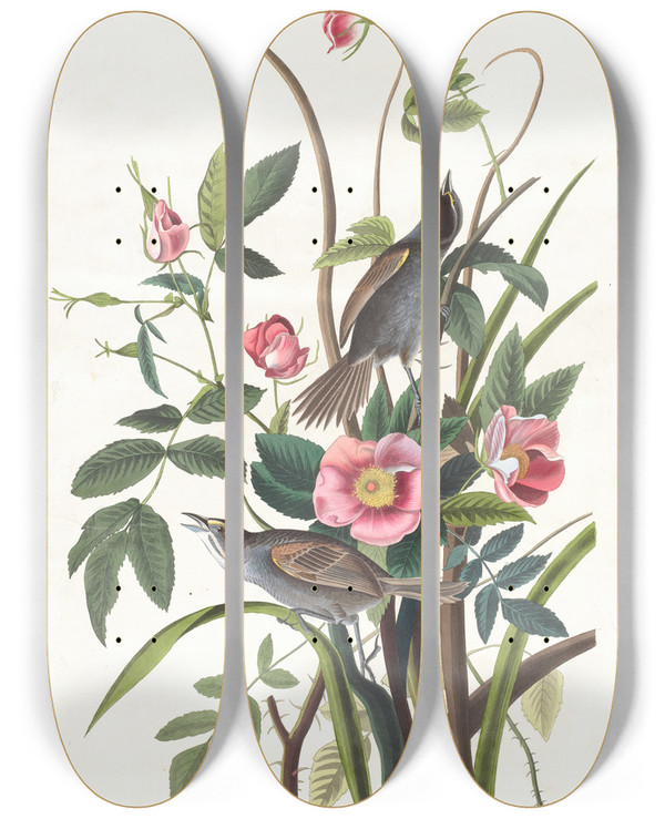 Triptych art skateboard deck of John James Audubon Seaside Finch by John James Audubon (1785-1851)