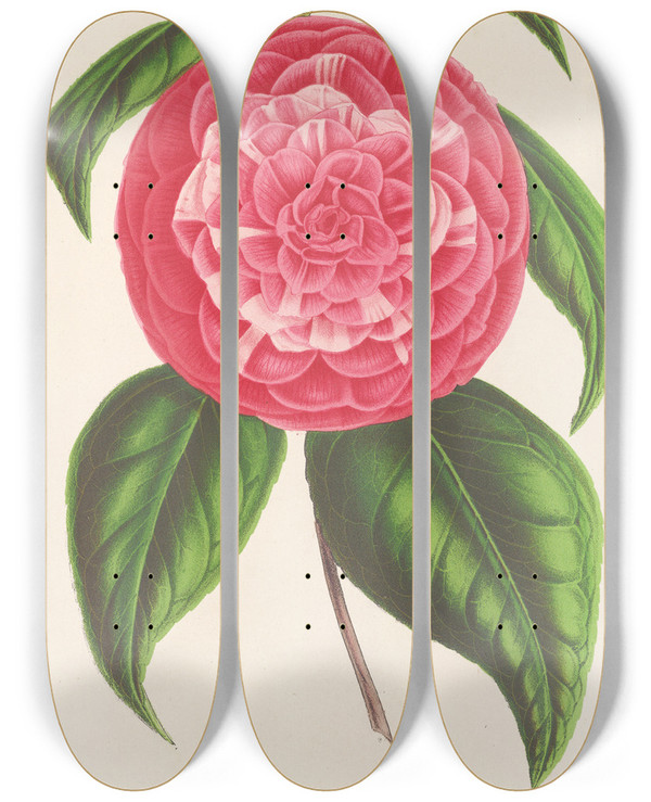 Triptych art skateboard deck of Charles Antoine Lemaire Camellia Petazzi by Charles Antoine Lemaire (1800-1871)