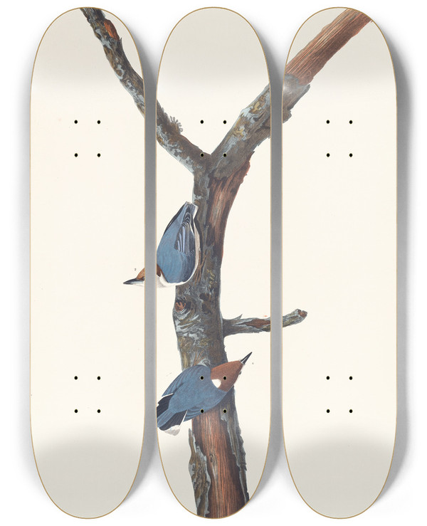 Triptych art skateboard deck of John James Audubon Brownheaded Nuthatch by John James Audubon (1785-1851)