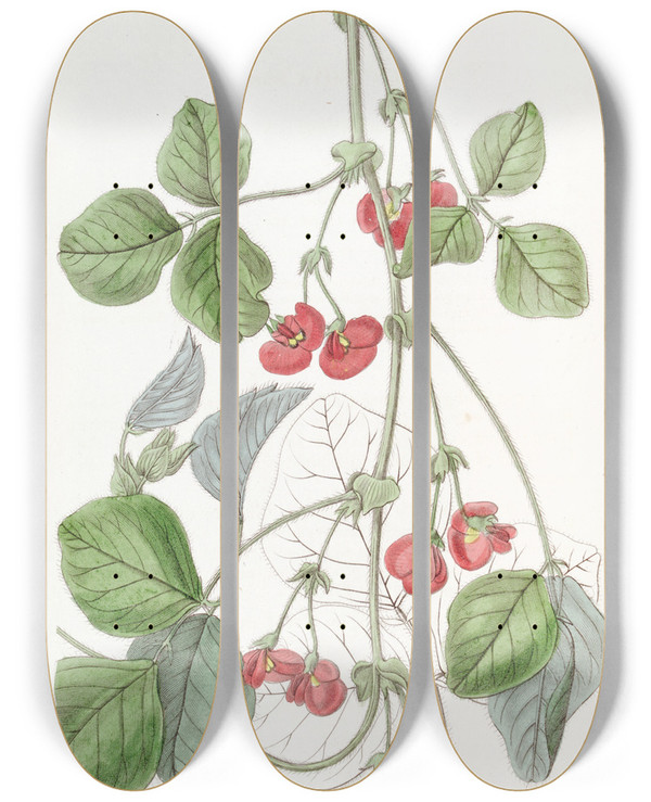 Triptych art skateboard deck of Sydenham Edwards Sir James Stirlings Kennedya by Sydenham Edwards (1768-1819)