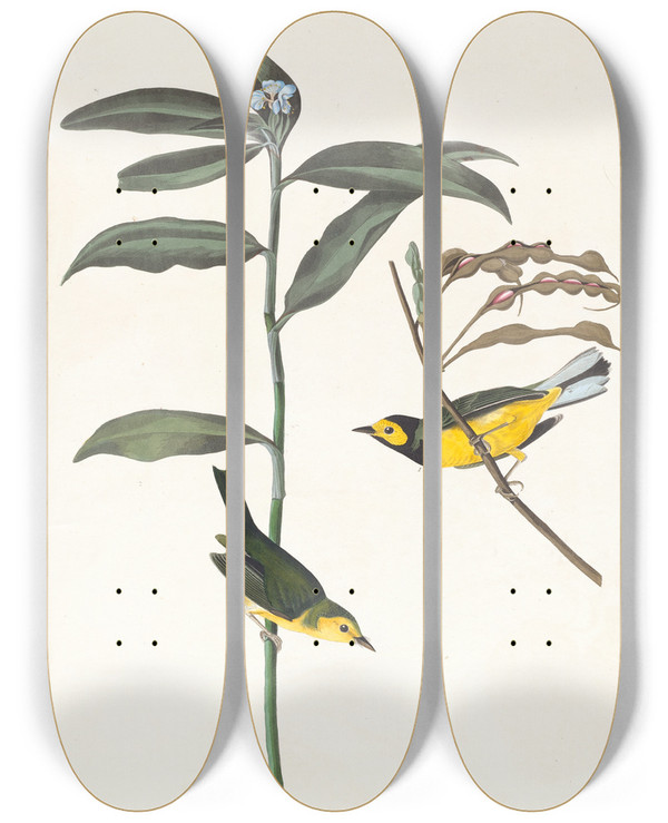 Triptych art skateboard deck of John James Audubon Hooded Warbler by John James Audubon (1785-1851)