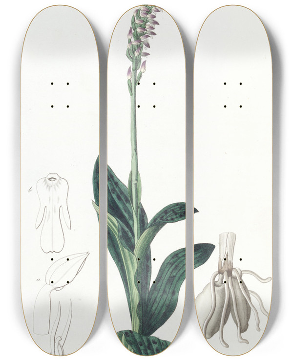 Triptych art skateboard deck of Sydenham Edwards Onesided Aceras by Sydenham Edwards (1768-1819)