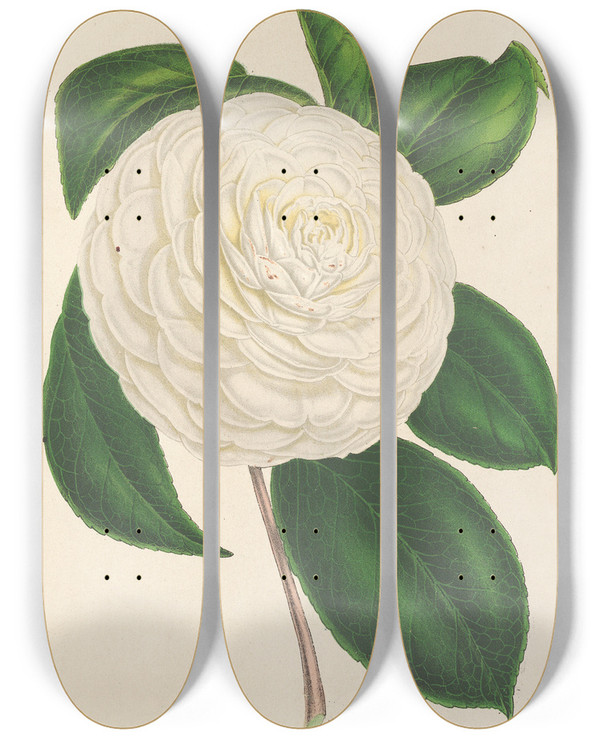 Triptych art skateboard deck of Charles Antoine Lemaire Camellia Planipetala by Charles Antoine Lemaire (1800-1871)