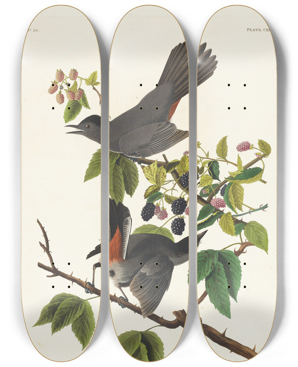Triptych art skateboard deck of John James Audubon Cat Bird by John James Audubon (1785-1851)
