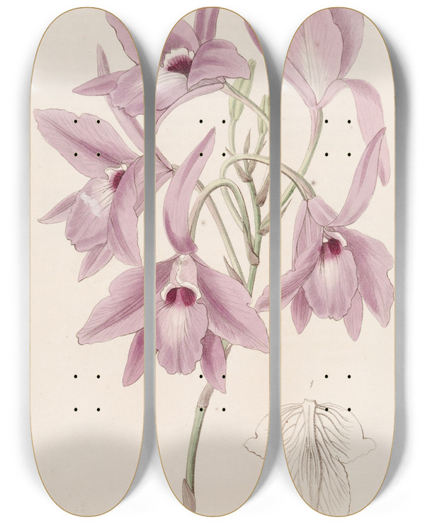 Triptych art skateboard deck of Sydenham Edwards Longstalked Laelia by Sydenham Edwards (1768-1819)