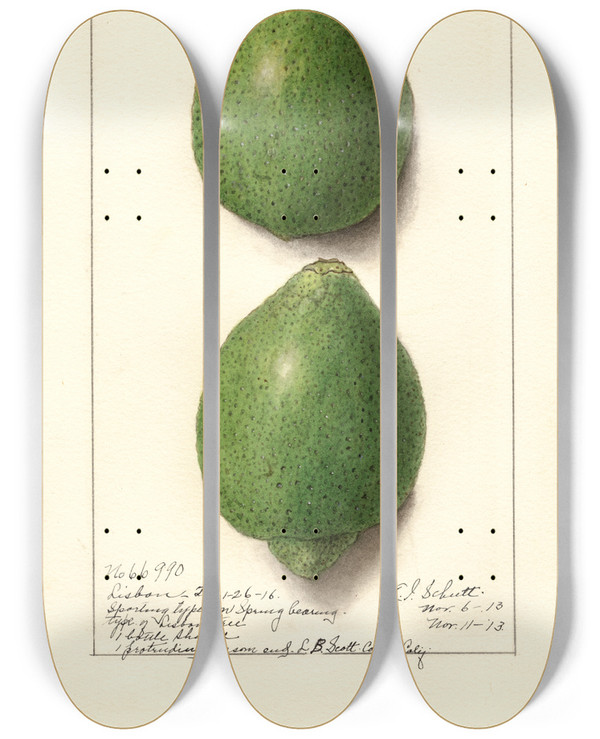 Triptych art skateboard deck of Ellen Isham Schutt Citrus Aurantiifolia Lisbon by Ellen Isham Schutt (1873-1955)