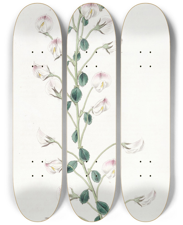 Triptych art skateboard deck of Sydenham Edwards Longstalked Rest Harrow by Sydenham Edwards (1768-1819)