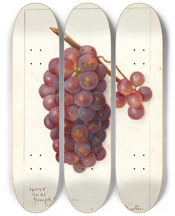 Triptych art skateboard deck of Amanda Almira Newton Vitis No_2 by Amanda Almira Newton (1860-1943)