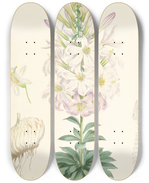 Triptych art skateboard deck of Walter Hood Fitch Lilium Washingtonianum by Walter Hood Fitch (1817-1892)