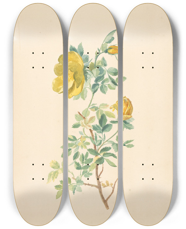Triptych art skateboard deck of Willem Van Leen Tak Van Een Gele Roos Rosa Lutea by Willem van Leen (1753-1825)