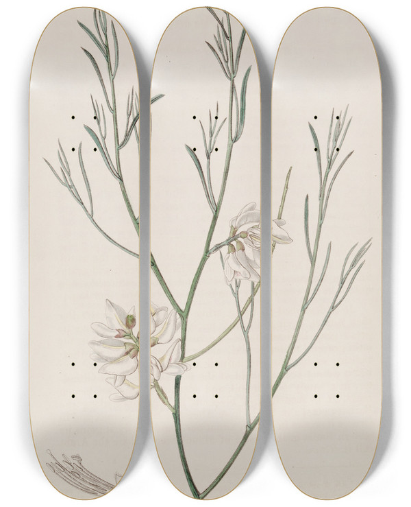 Triptych art skateboard deck of Sydenham Edwards Singleseeded Genista by Sydenham Edwards (1768-1819)