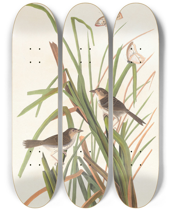 Triptych art skateboard deck of John James Audubon Macgillivrays Finch by John James Audubon (1785-1851)