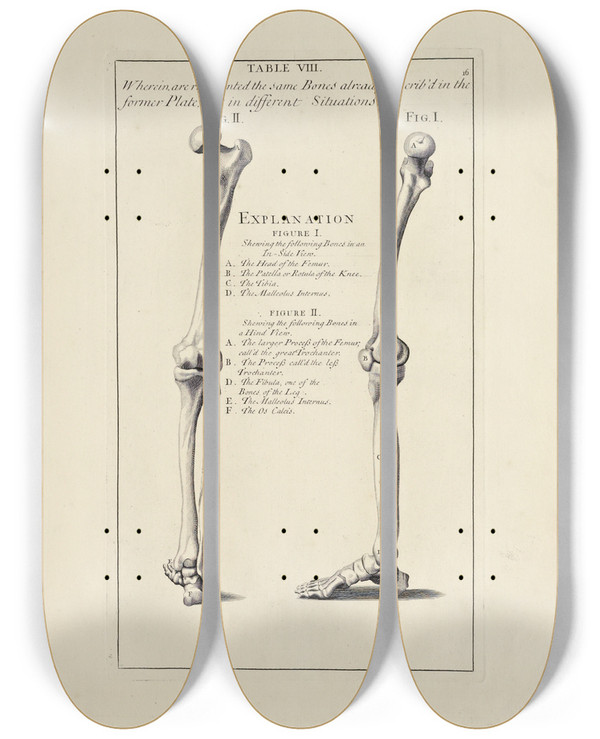 Triptych art skateboard deck of Michael Van Der Gucht Anatomy Improvd And Illustrated With Regard To The Uses Thereof In Designing Pl08 by Michael van der Gucht (1660-1725)