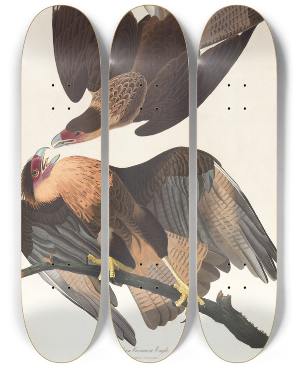Triptych art skateboard deck of John James Audubon Brasilian Caracara Eagle by John James Audubon (1785-1851)