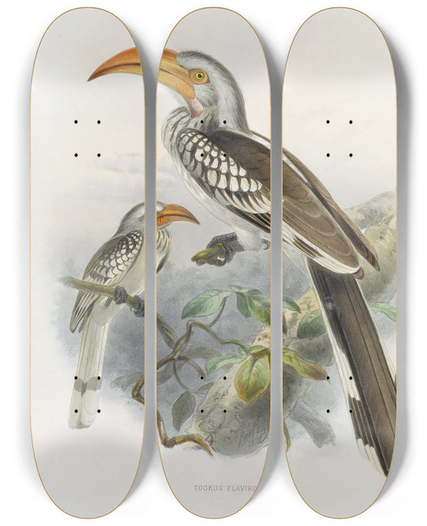 Triptych art skateboard deck of Daniel Giraud Elliot Tockus Flavirostris by Daniel Giraud Elliot (1835-1915)