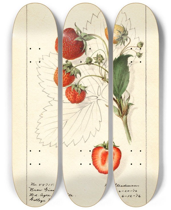 Triptych art skateboard deck of Royal Charles Steadman Fragaria Brow Giant by Royal Charles Steadman (1875-1964)