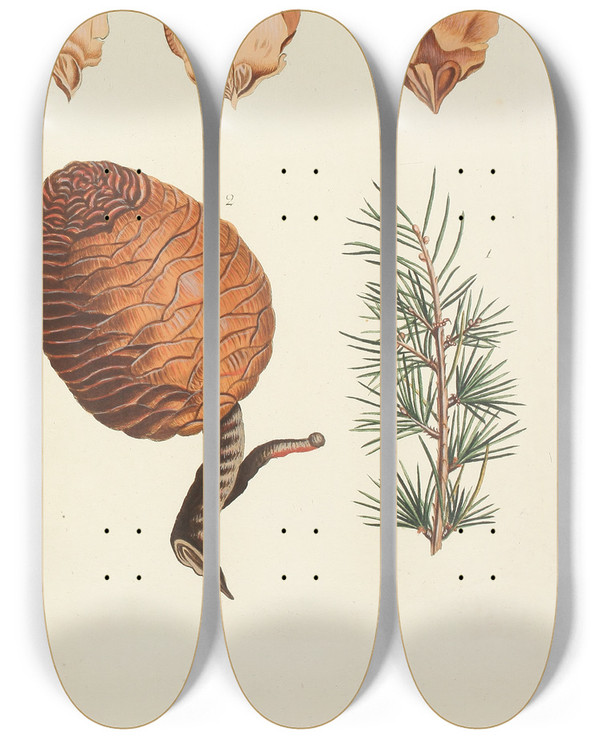 Triptych art skateboard deck of Carl Christoph Oelhafen Von Schllenbach Abbildung Der Wilden Bume Stauden Und Buschgewchse Pl027 by Carl Christoph Oelhafen Von Schollenbach (1709-1785)