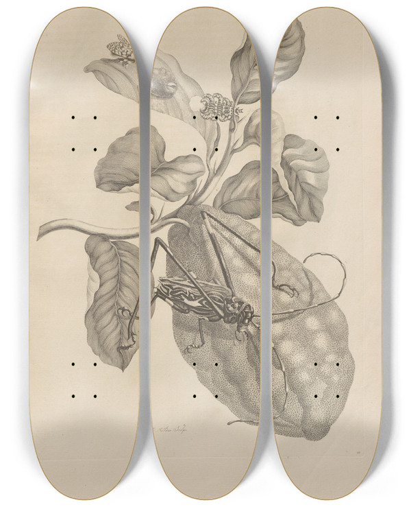 Triptych art skateboard deck of Maria Sibylla Merian Dissertatio De Generatione Et Metamorphosibus Insectorum Surinamensium Pl28 by Maria Sibylla Merian (1647-1717)