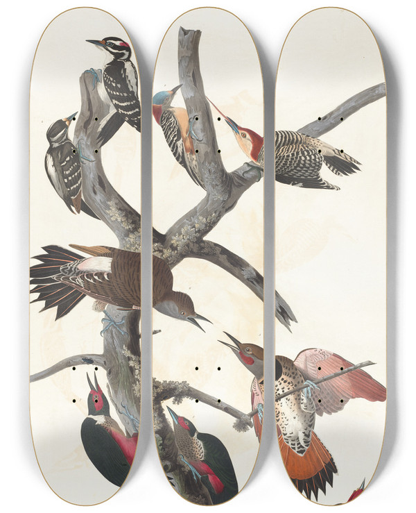Triptych art skateboard deck of John James Audubon Hairy Woodpecker Redbellied Woodpecker Redshafted Woodpecker Lewis Woodpecker Redbreasted Woodpecker by John James Audubon (1785-1851)