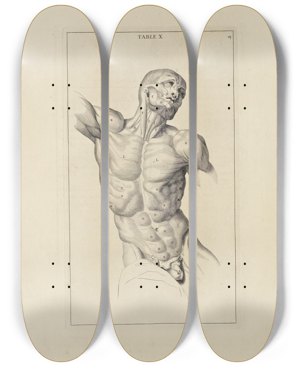Triptych art skateboard deck of Michael Van Der Gucht Anatomy Improvd And Illustrated With Regard To The Uses Thereof In Designing Pl10 by Michael van der Gucht (1660-1725)