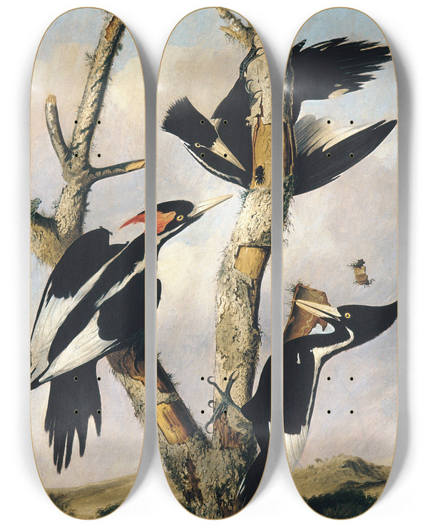 Triptych art skateboard deck of Joseph Bartholomew Kidd Ivorybilled Woodpeckers by Joseph Bartholomew Kidd (1808-1889)