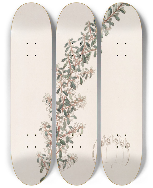 Triptych art skateboard deck of Sydenham Edwards Sweetscented Cryptandra by Sydenham Edwards (1768-1819)