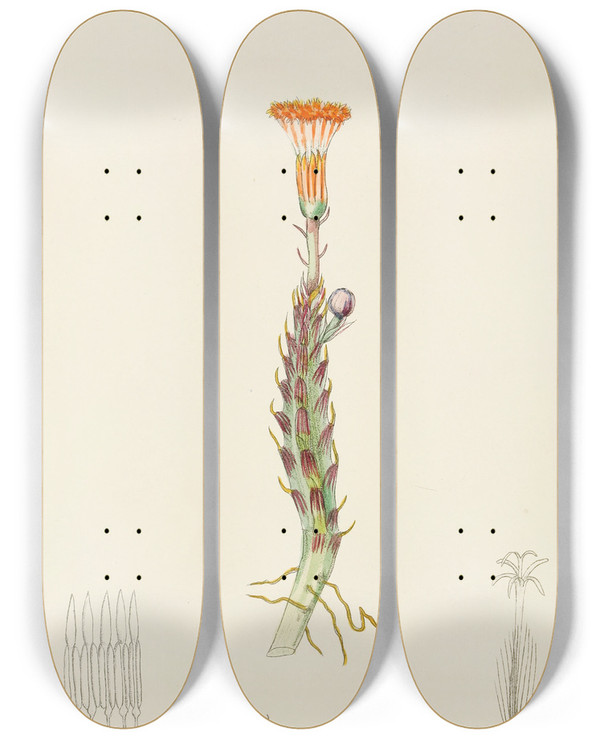 Triptych art skateboard deck of Illtyd Buller Poleevans Senecio Stapeliaeformis by Illtyd Buller Pole-Evans (1879-1968)